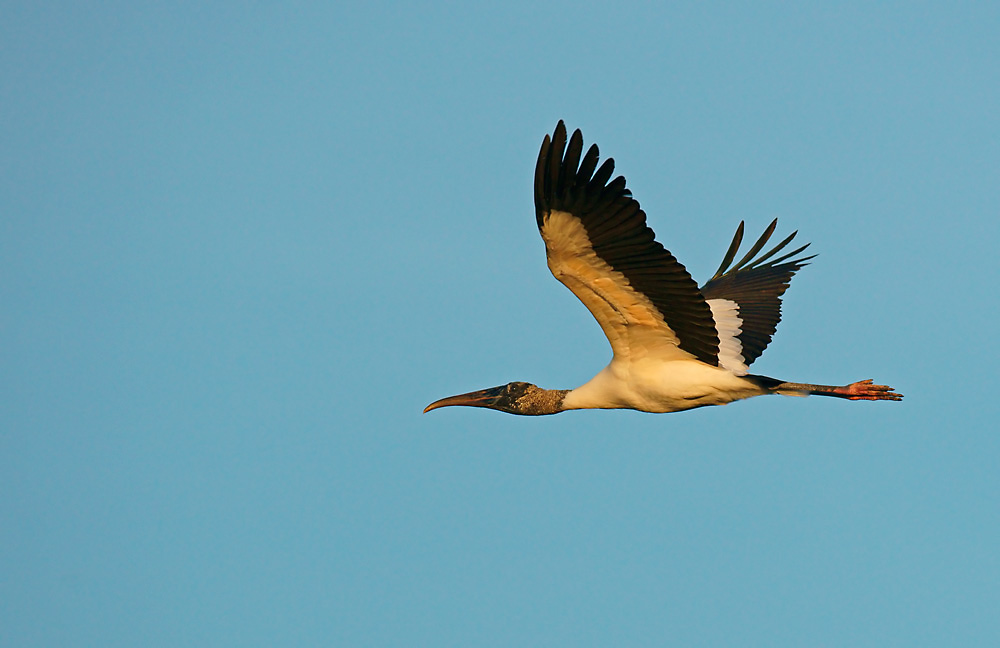 Waldstorch