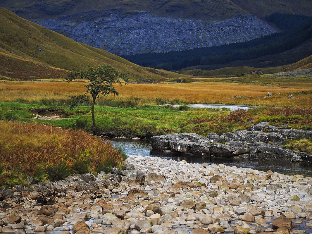 A little glen in Scotland