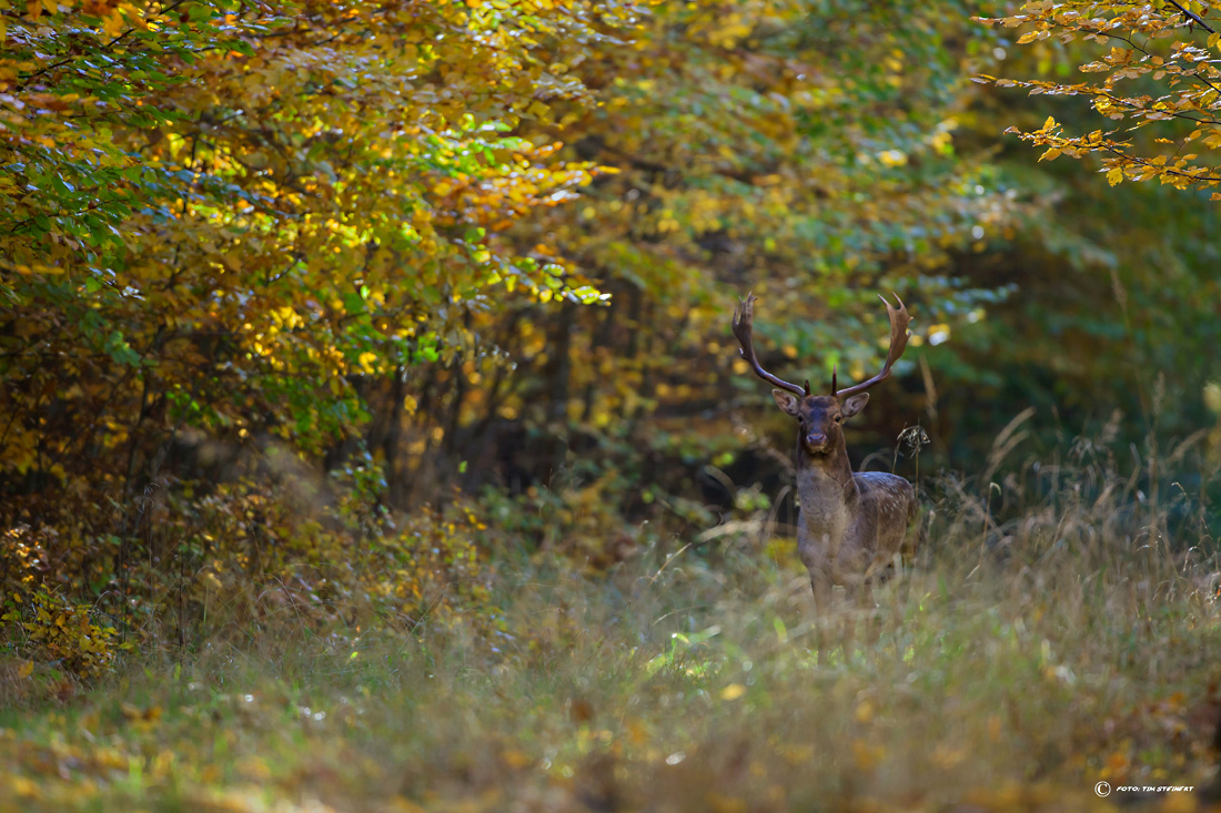 Herbstfarben