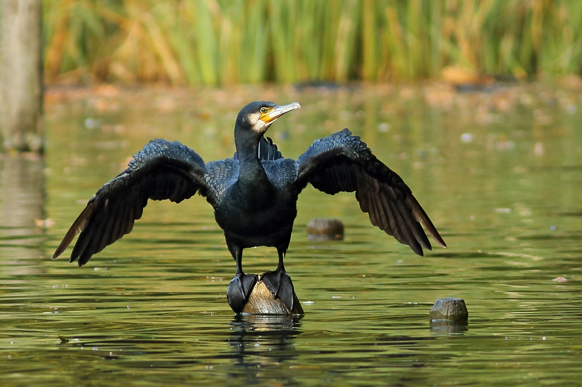 Kormoran beim Flügeltrocknen