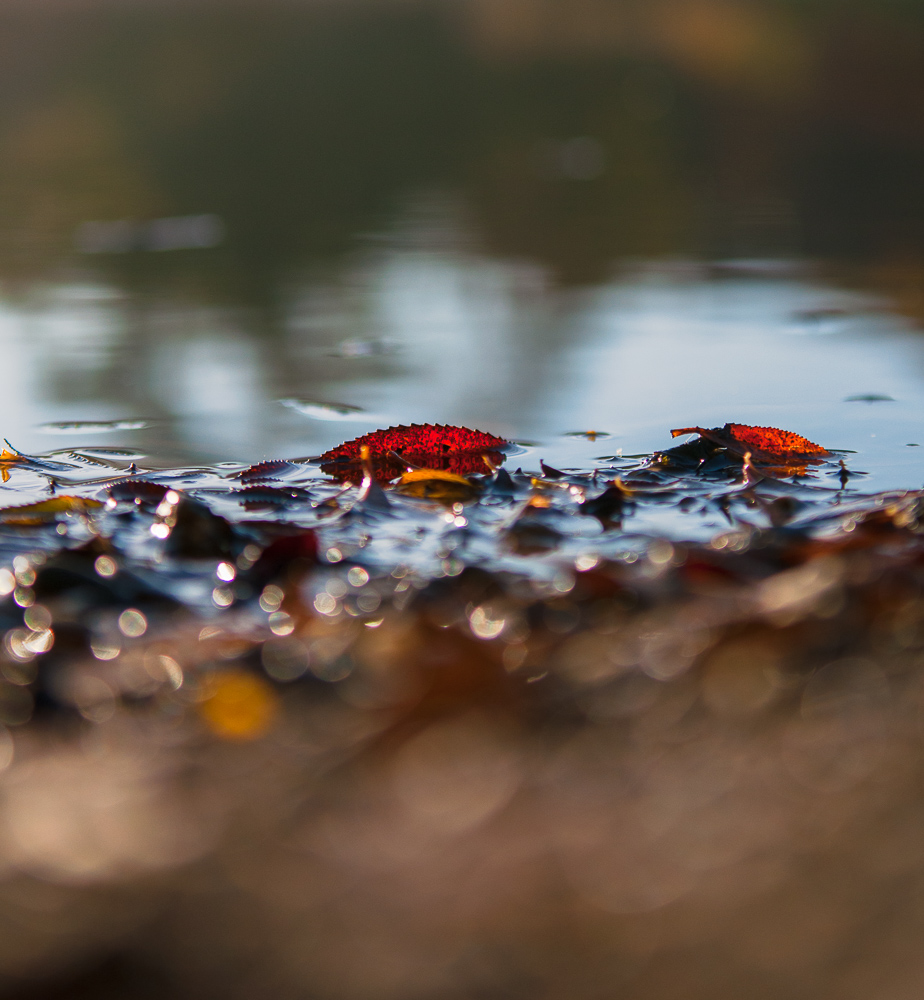 Herbstwasser