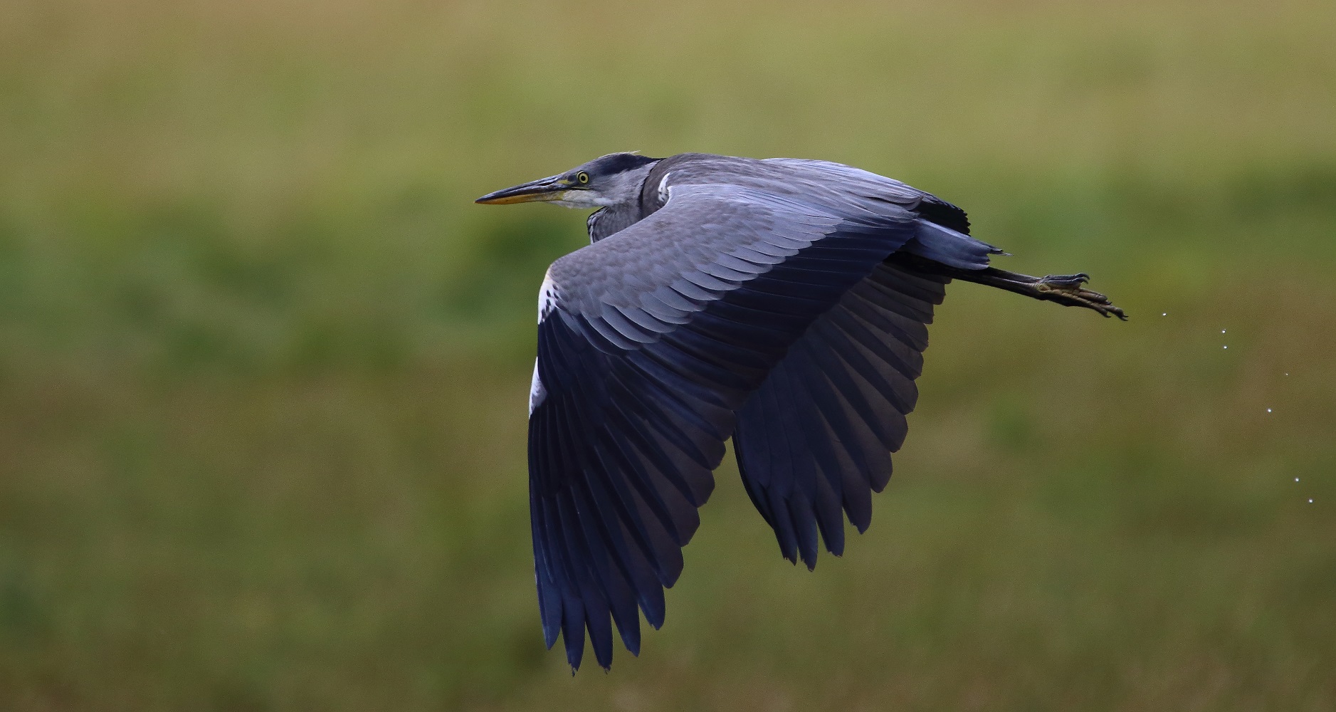 Graureiher nach dem Abflug