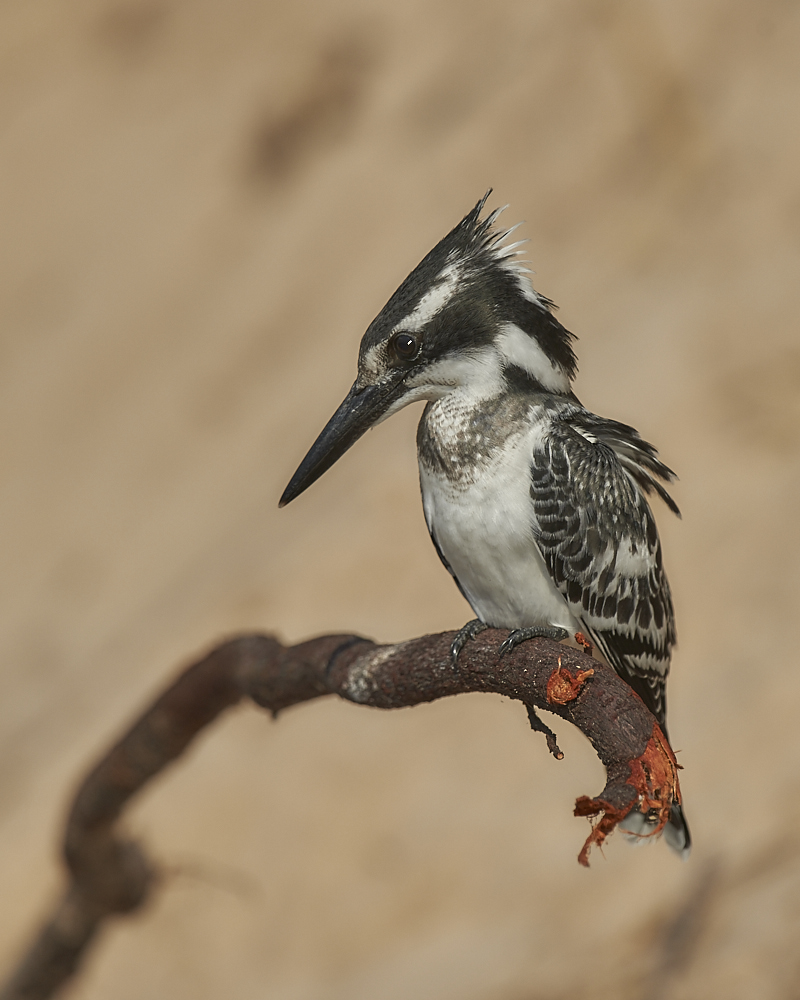 King Fisher