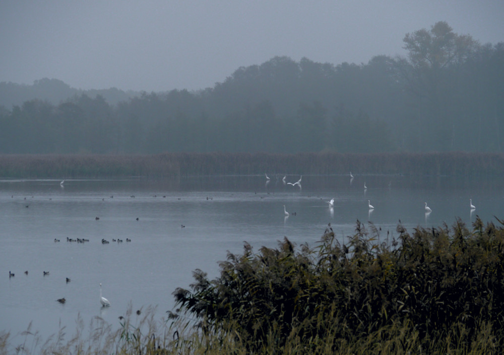 Nebel auf dem "Silberreihersee"