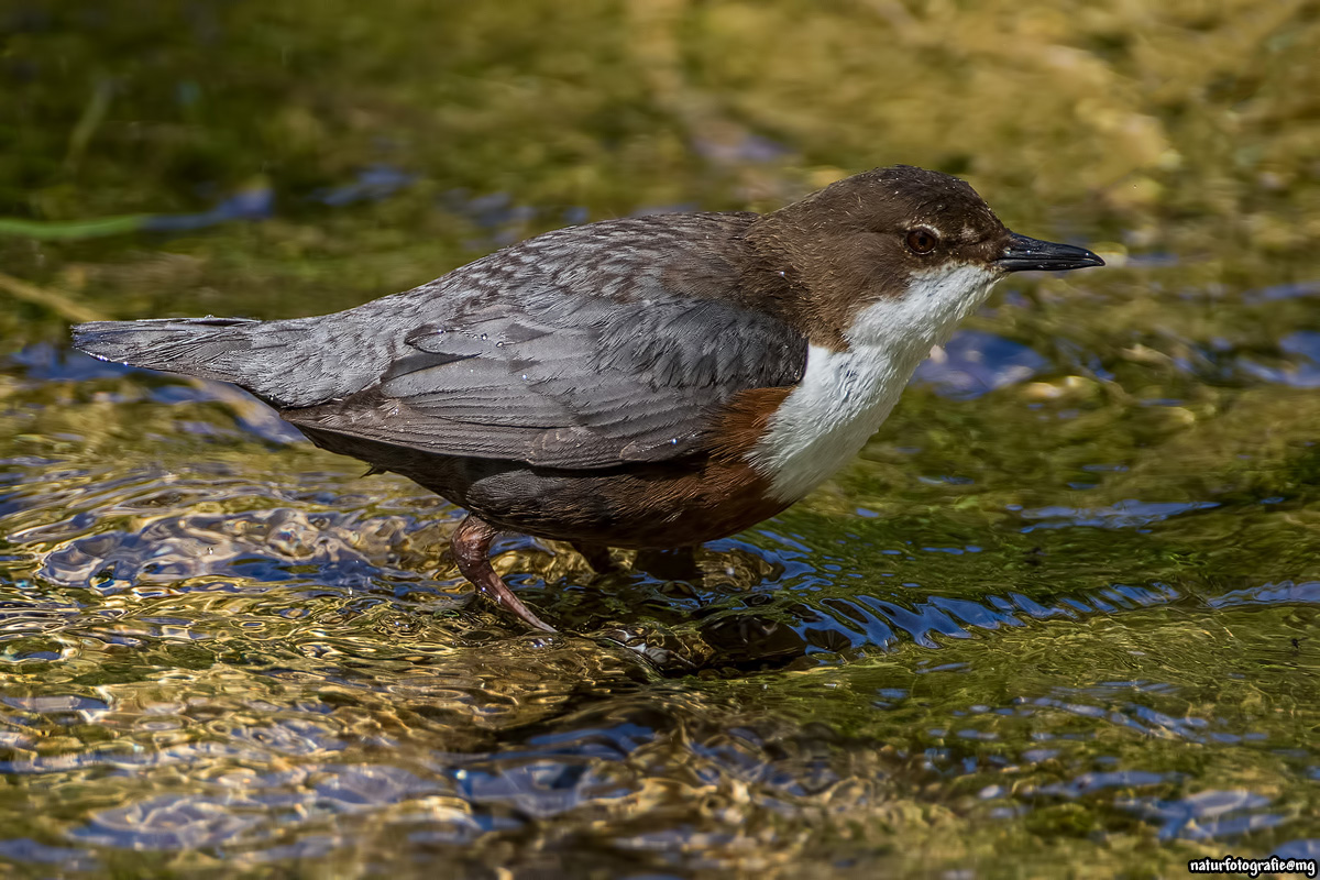 Im Revier der Wasseramsel