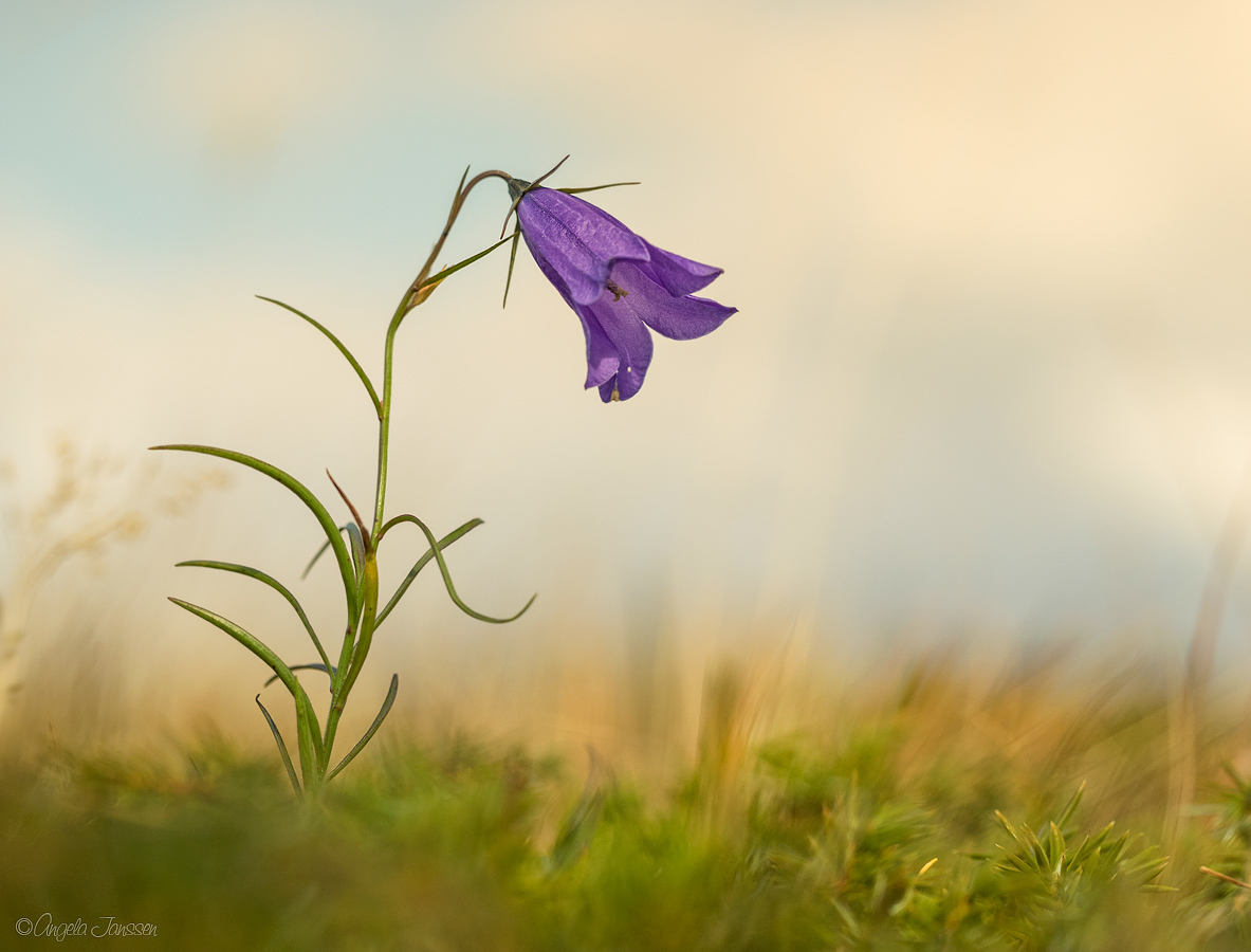 Diese kleine Glockenblume