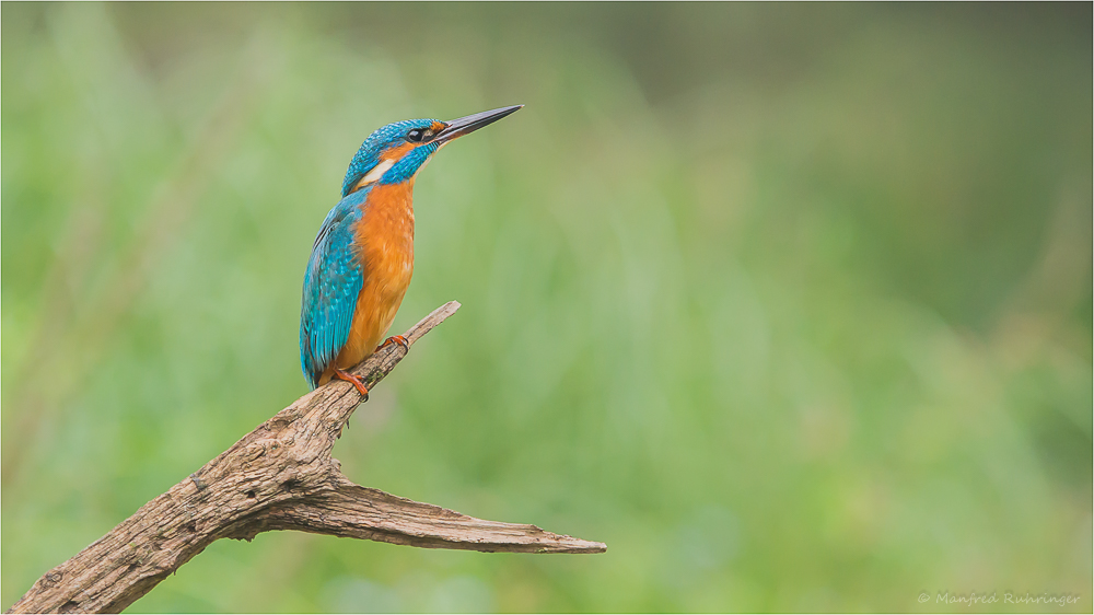 ** Eisvogel **