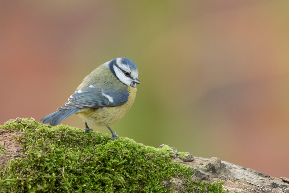 Blaumeise