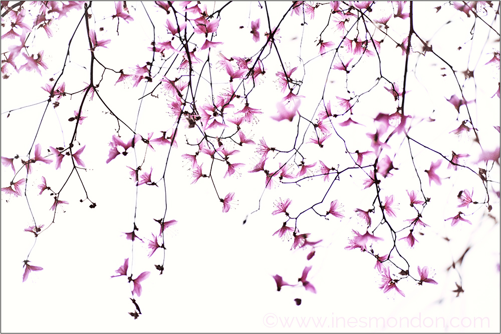 Japanischer Frühling
