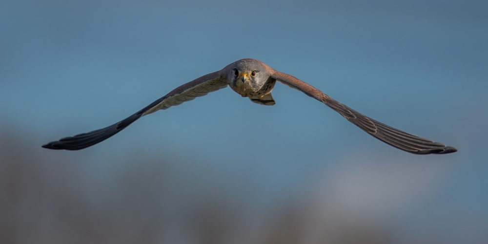 Im Blick des Falken