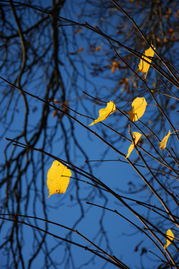 Bevor der Wind sie pflückt..