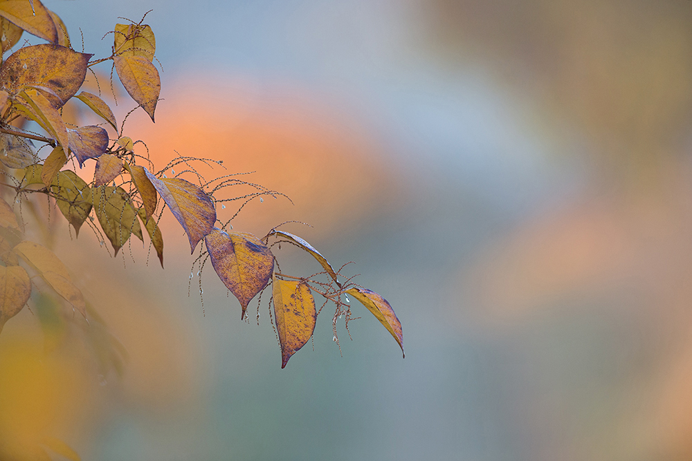 Herbst