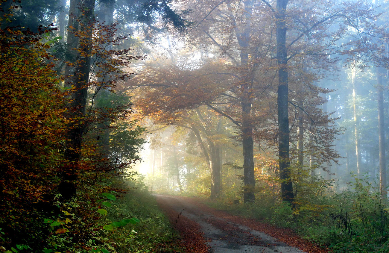 Dem Licht entgegen