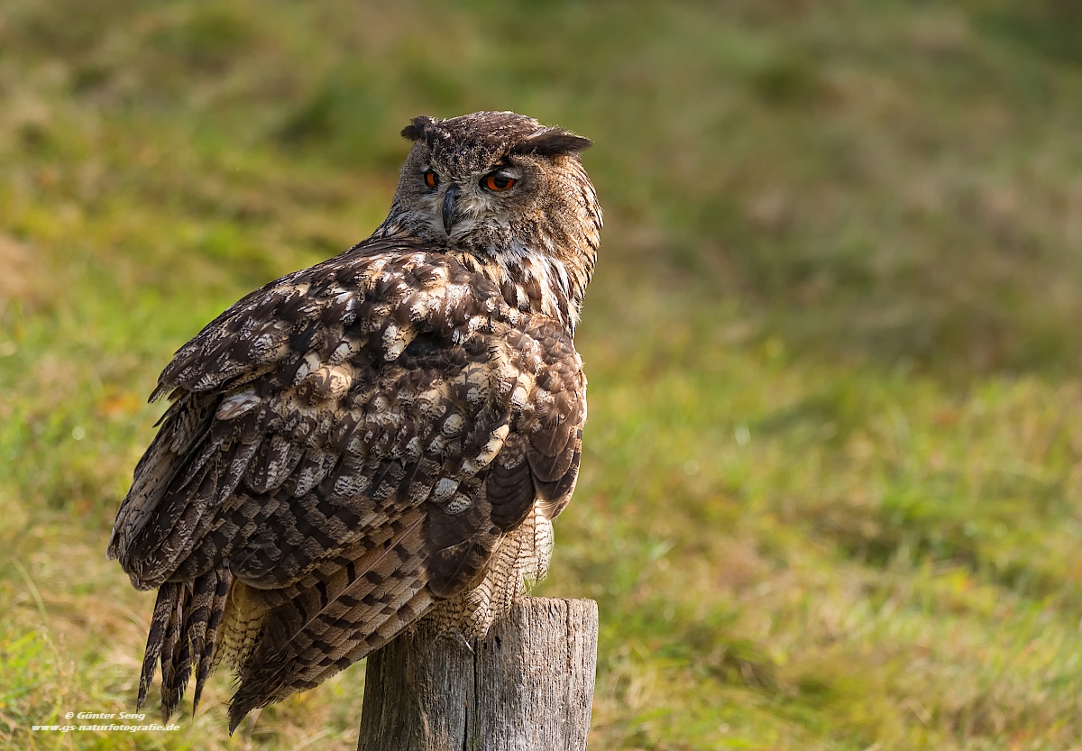 Uhu (Bubo bubo)