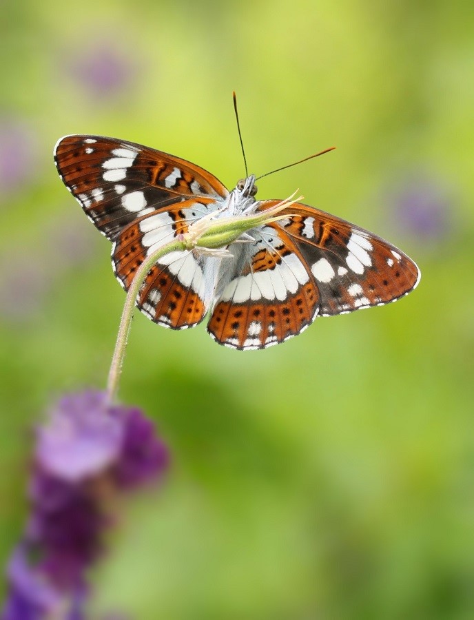 Limenitis camilla