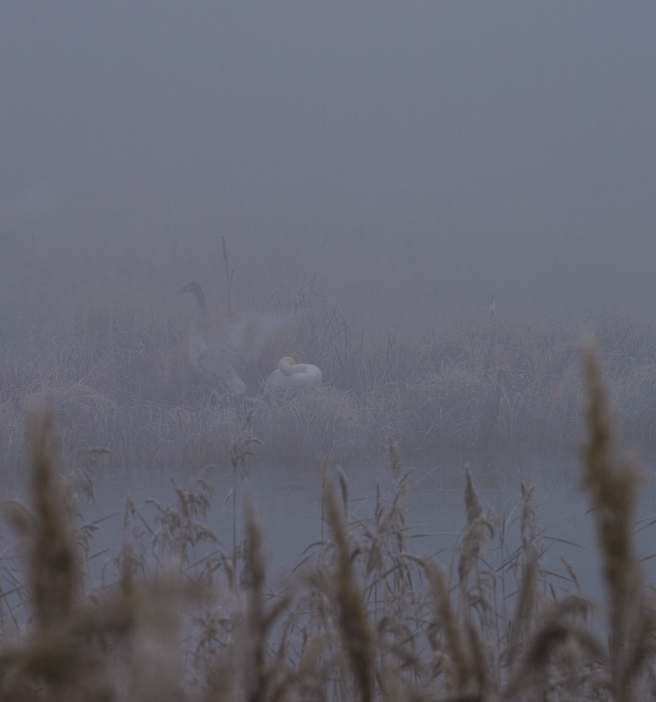Jung und Alt im Nebel