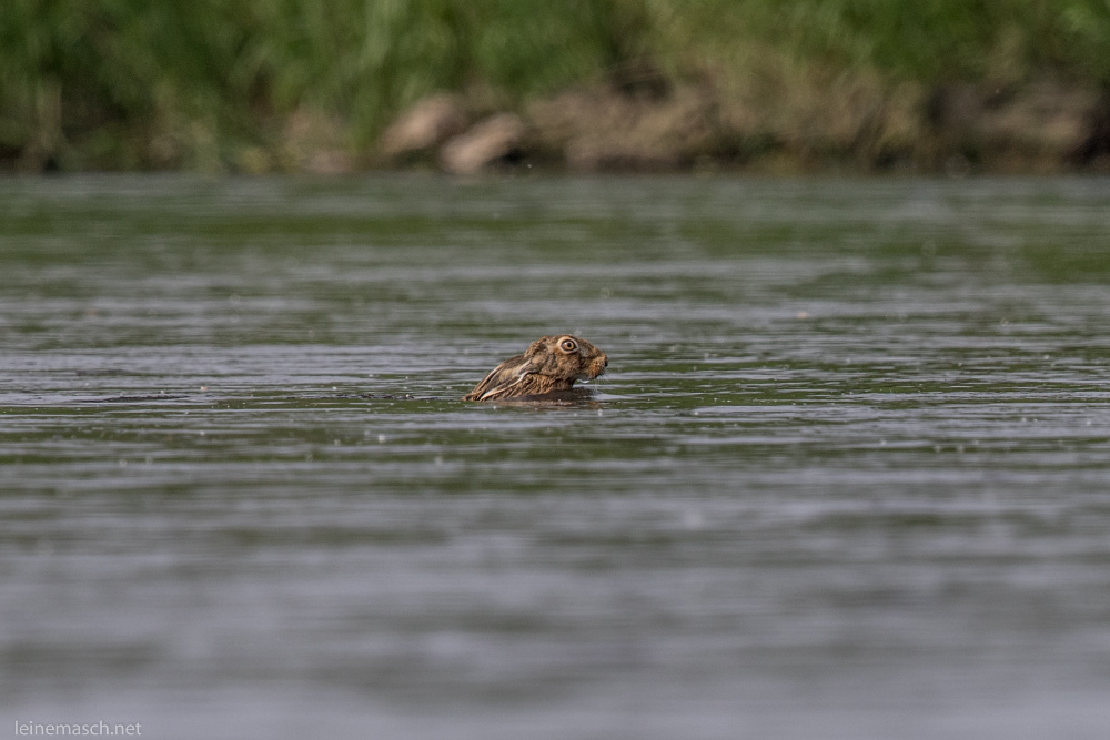 Einen schwimmenden Hasen...