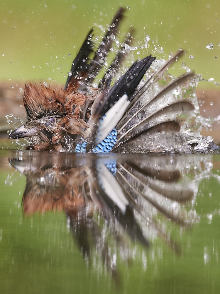 splash!