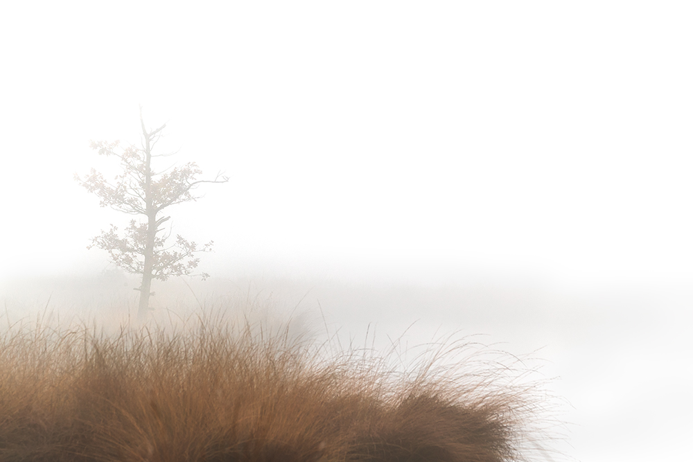 Im Nebel