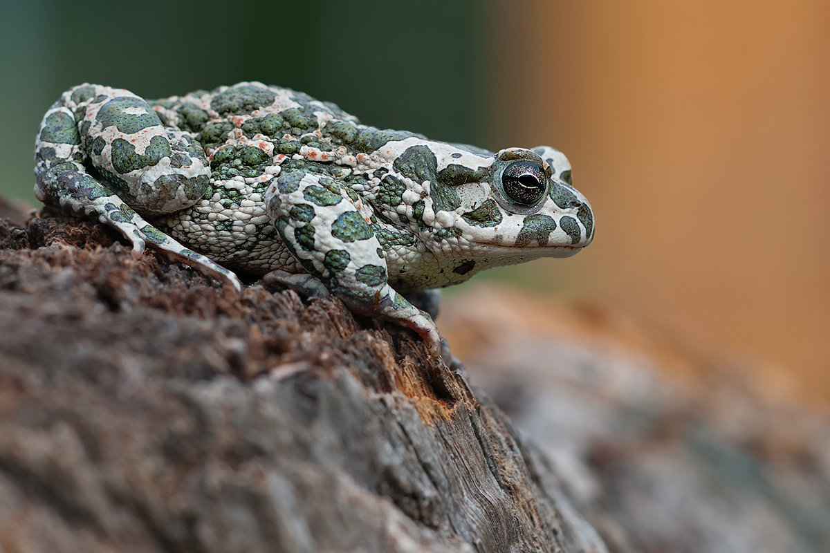Camouflage