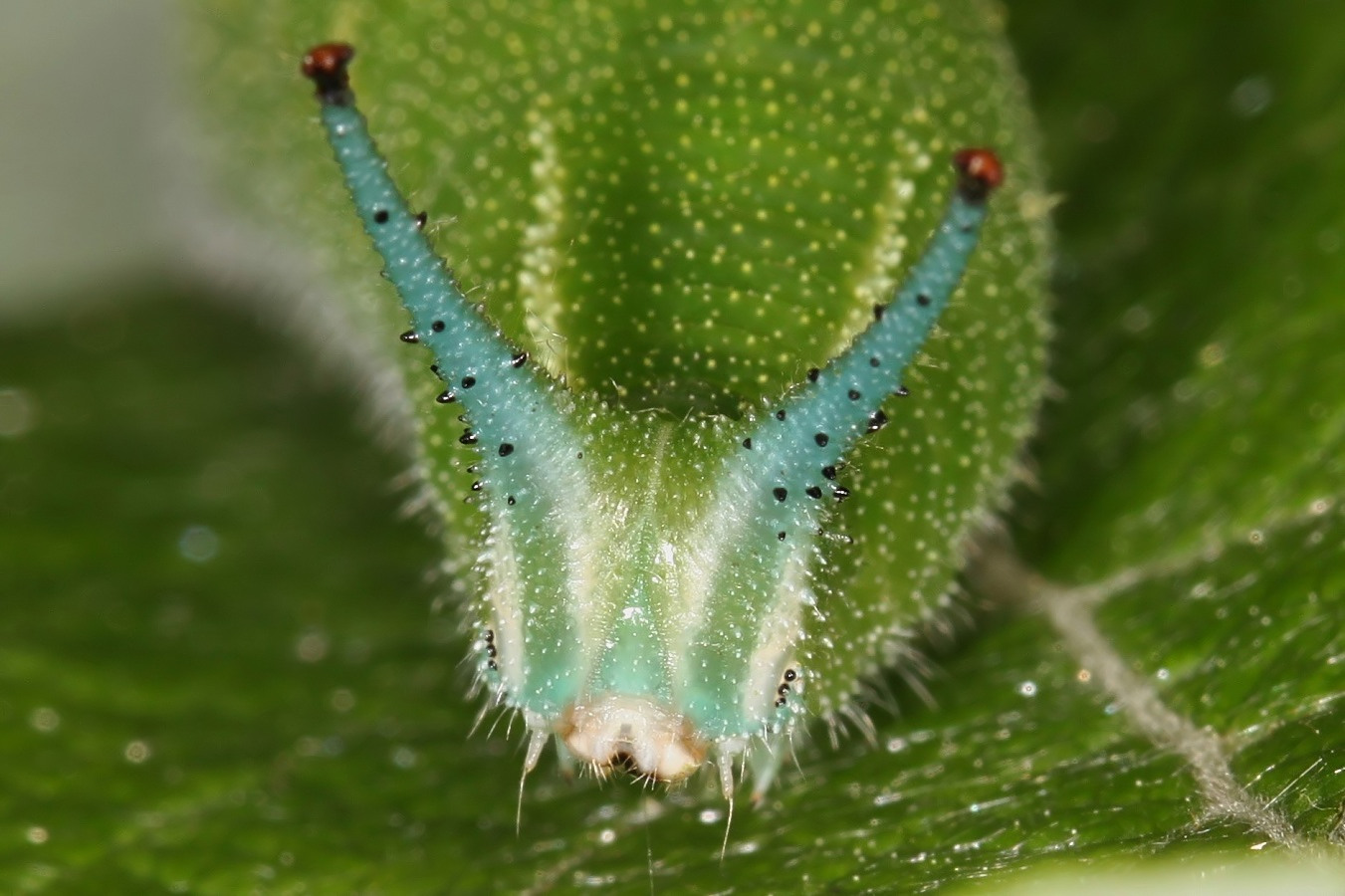 Portrait einer Schillerfalterraupe