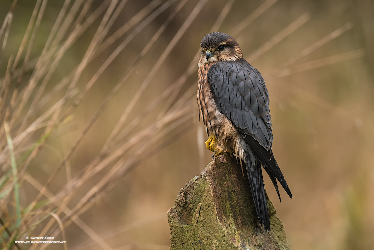 Herbstfarben im Regen (Forum für Naturfotografen)