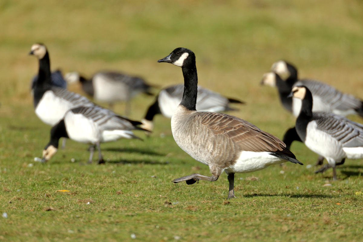 Die "Fremden" Branta leucopsis , nicht Br. bernicla.  ( von Barra vielleicht ? ) ....