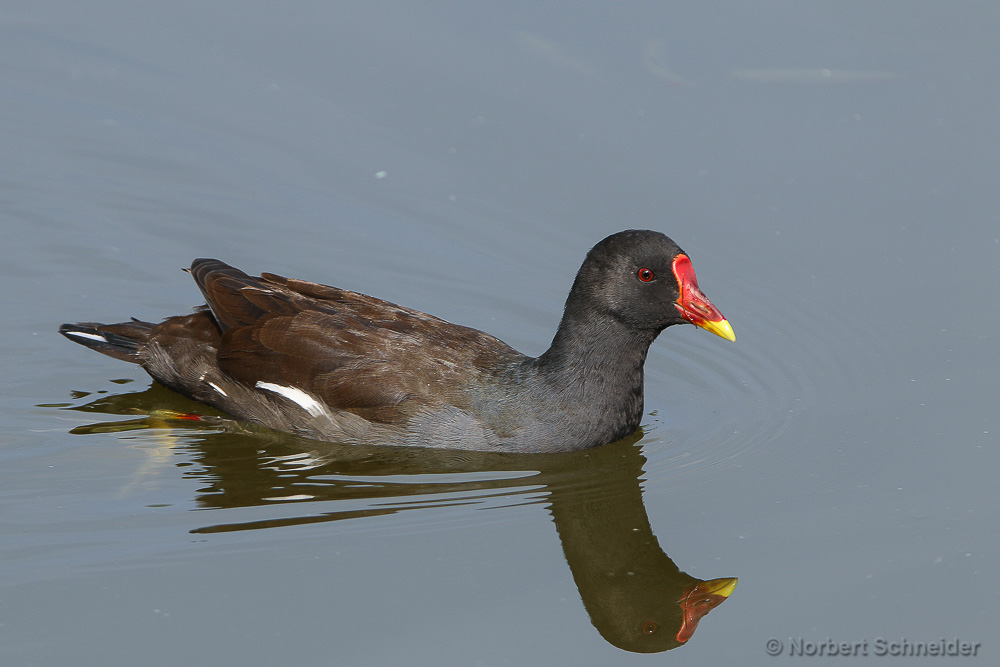 Teichhuhn