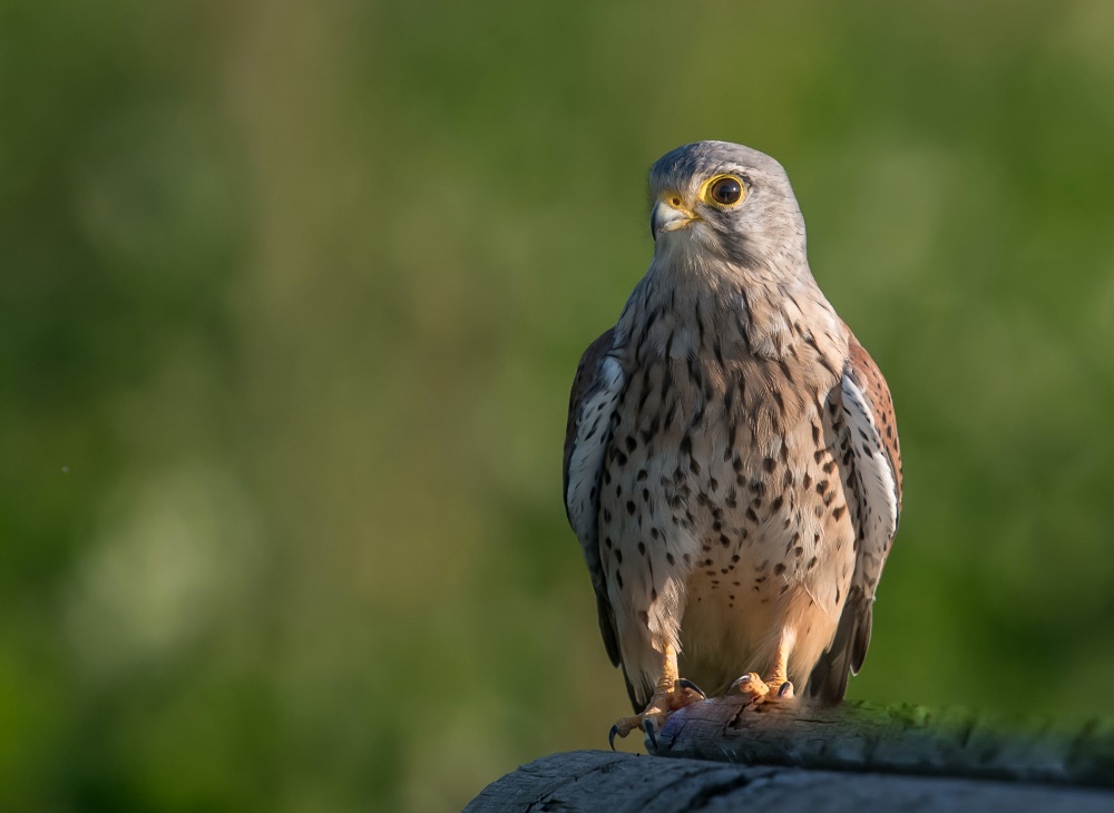 Turmfalke im Morgenlicht