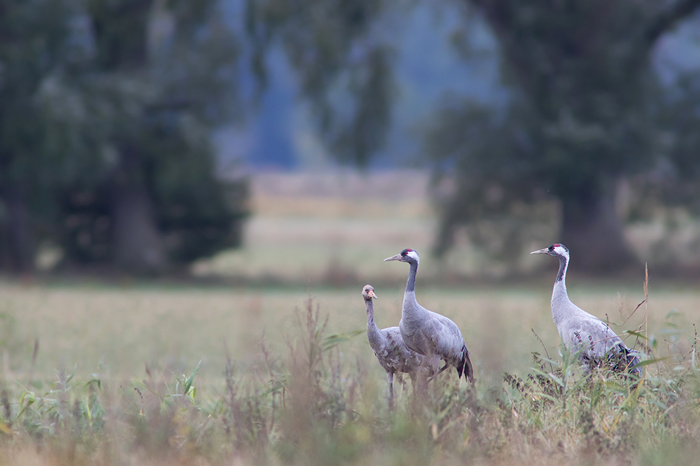 kleine Familie