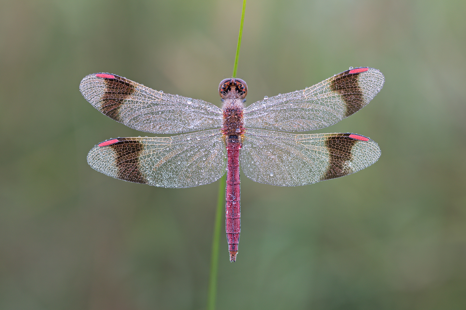 Sympetrum pedemontanum – Gebänderte Heidelibelle