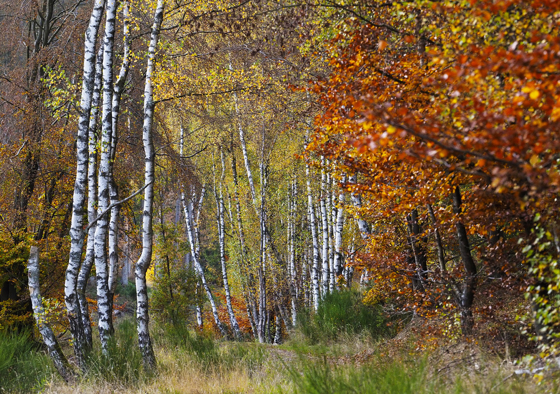 Waldherbstbirken an Buchenmus