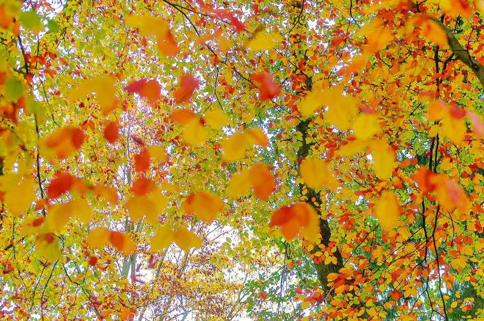 Unter`m herbstlichbunten Blätterdach