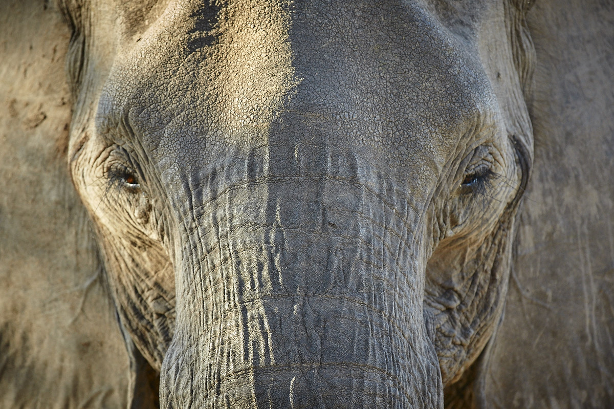Memories of Africa