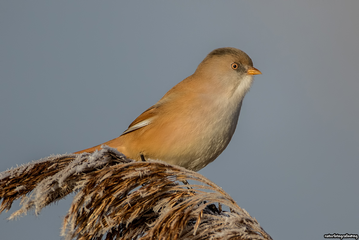 Bartmeise auf frostigem Schilfwedel