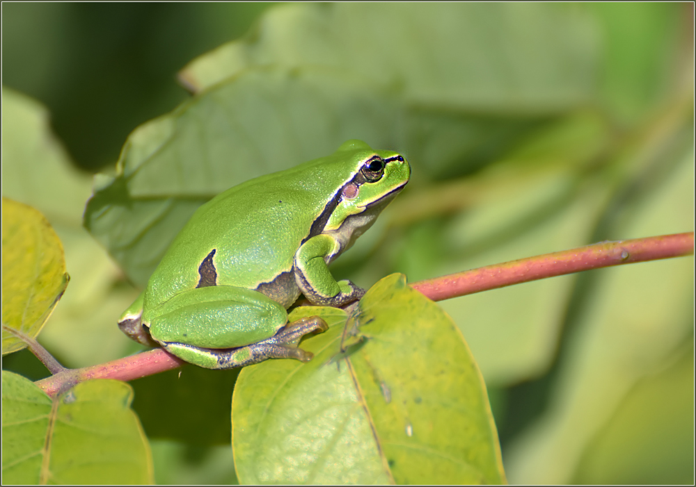 *Hyla arborea*