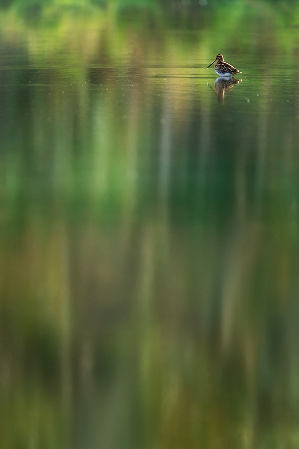 Allein am See (Forum für Naturfotografen)