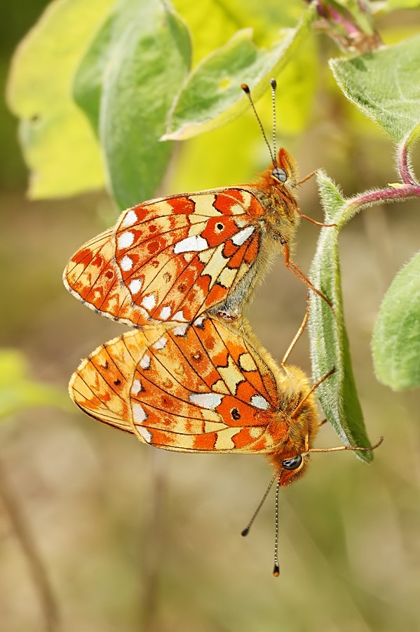 Paarung Boloria euphrosyne