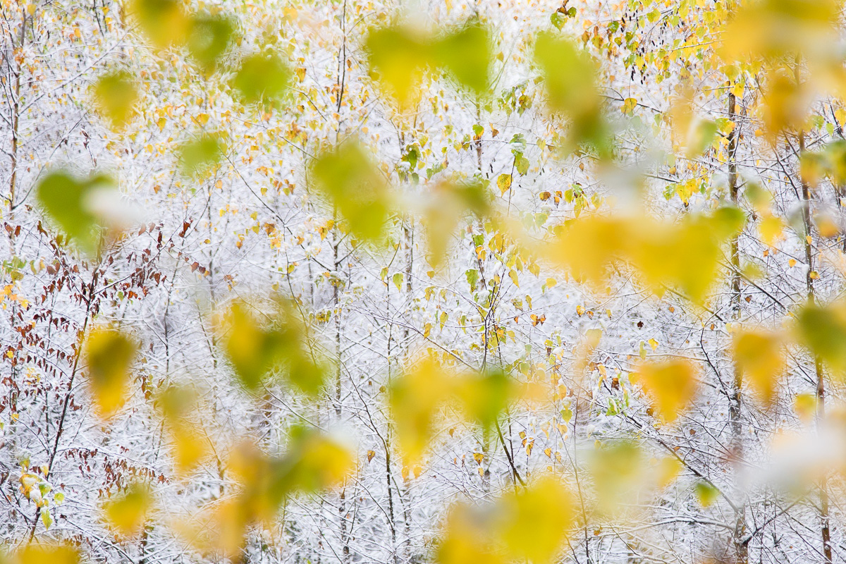 Herbstwinter