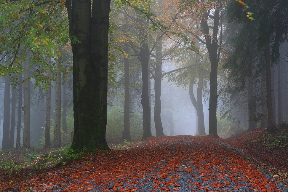im Nebel