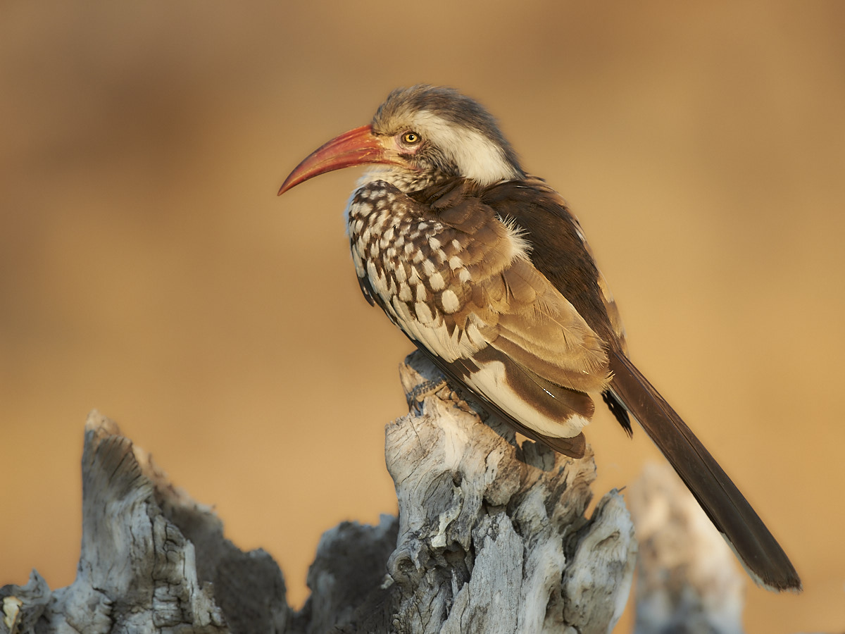 Red billed Hornbill