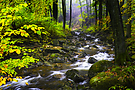 Die Ilse im herbstlichen Gewand ...