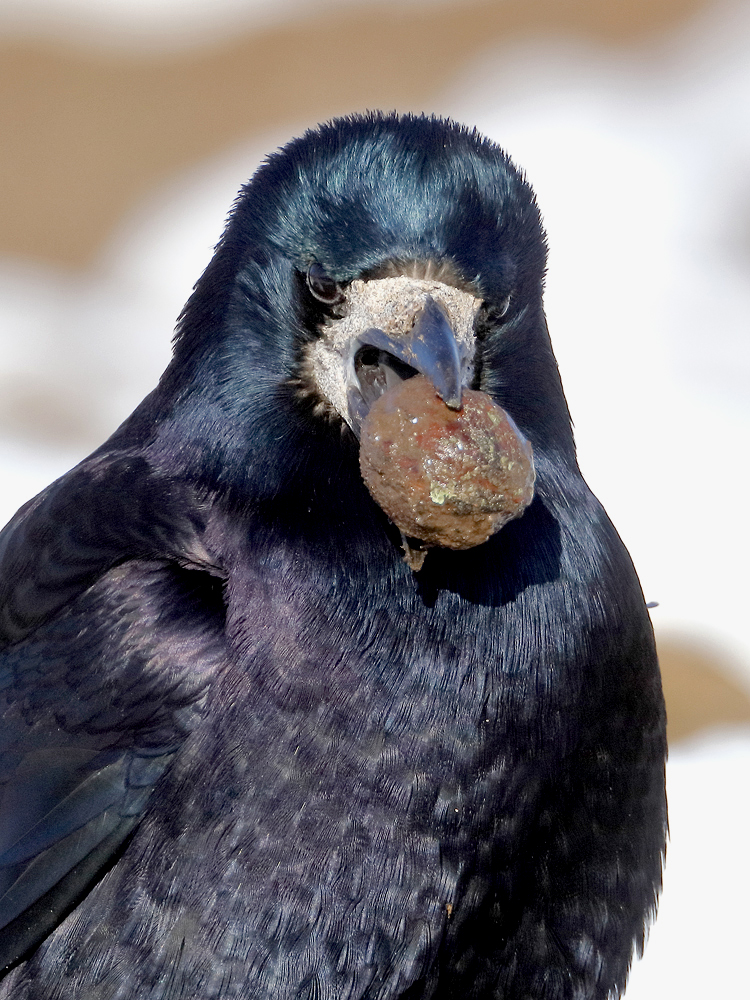 Nein, sie trägt keine Kapsel mit Vogelgrippeviren...