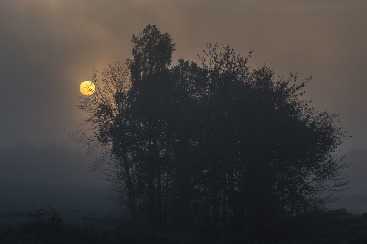 Frühnebel