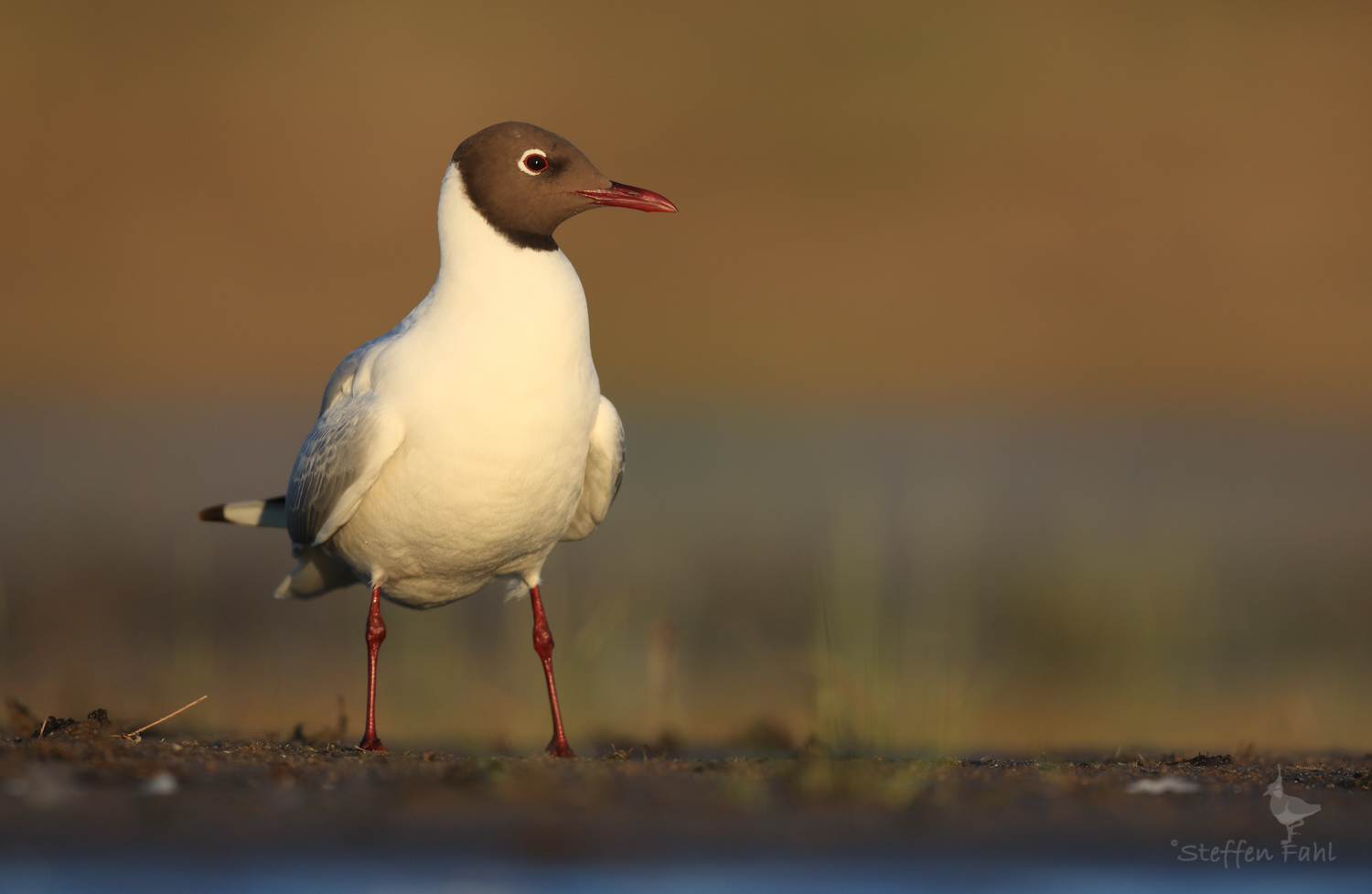 Zurück zur heimischen Fauna - hier die Lachmöwe