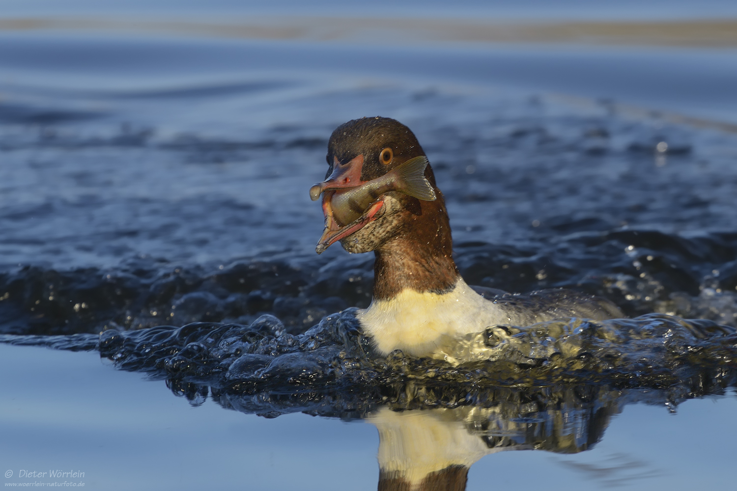 Gänsesäger