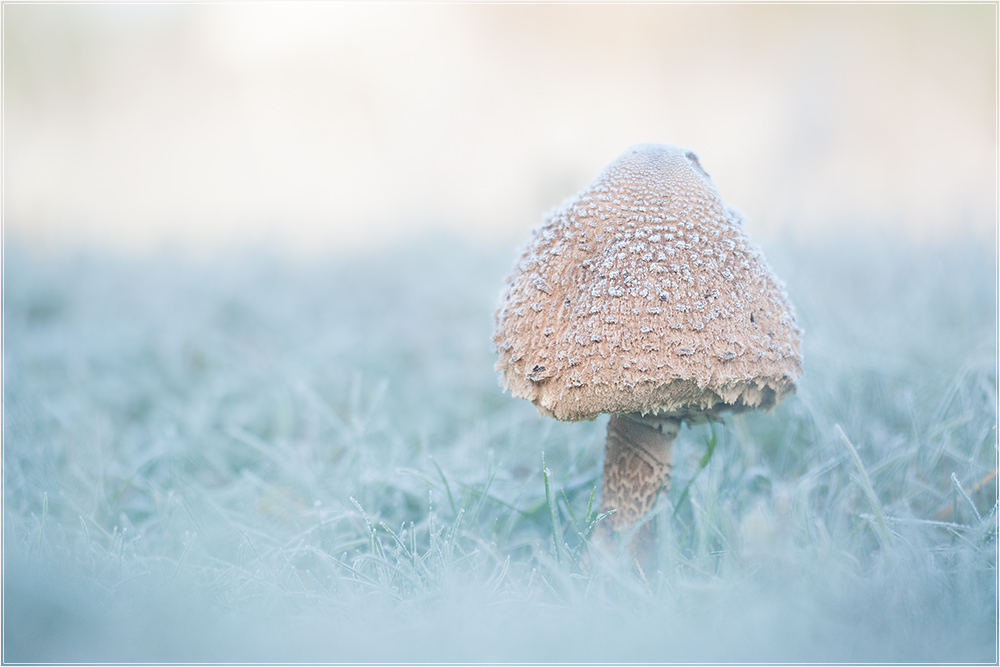 Pilz im ersten Frost