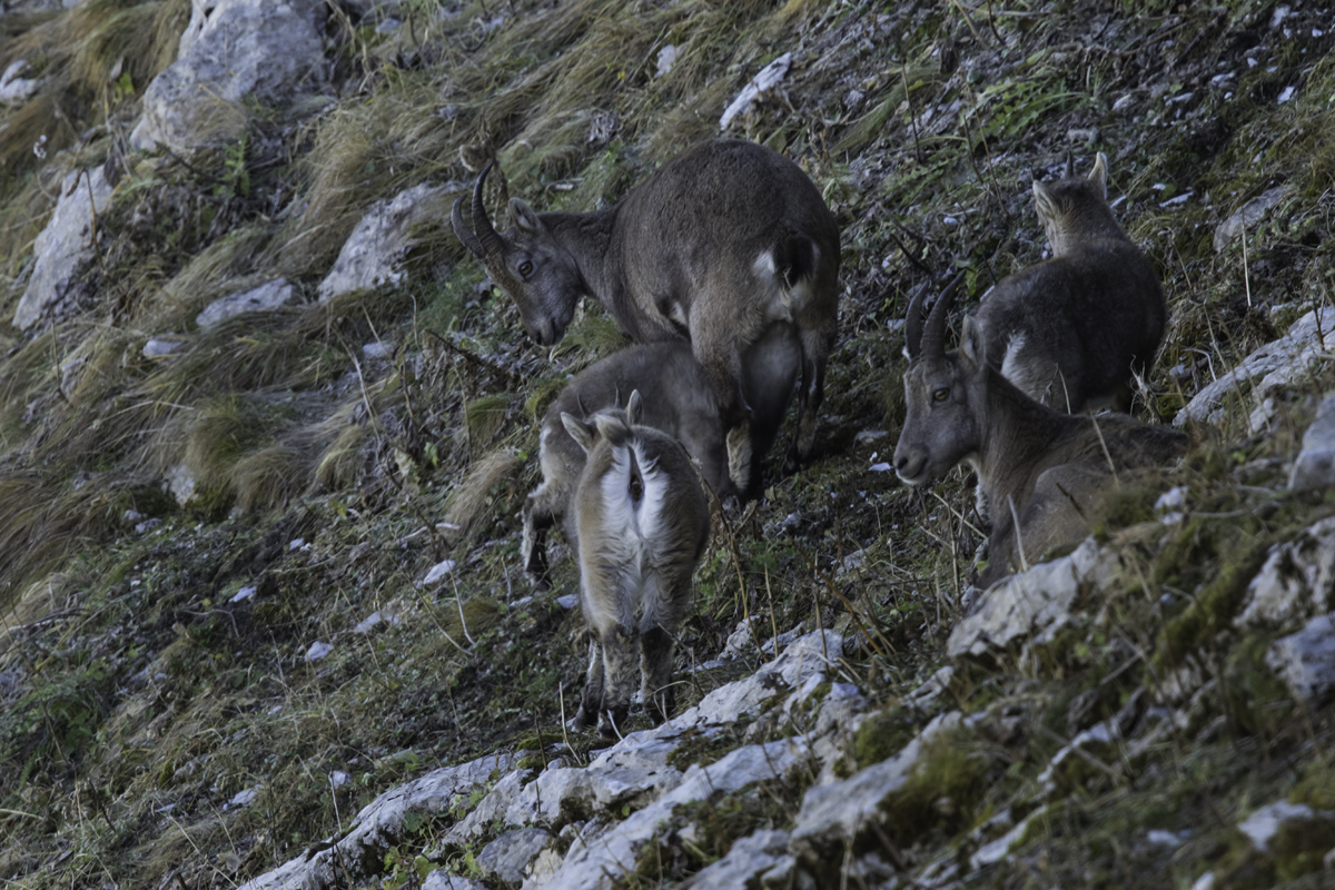 Steingeissen mit Kitz