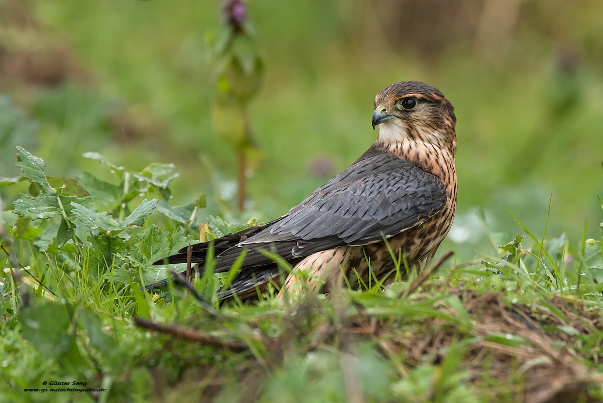 Merlin am Boden