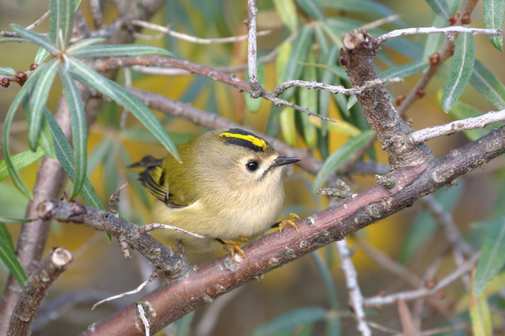 Wintergoldhähnchen